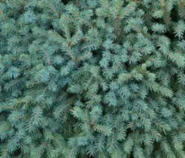 Ель чёрная Нана (Picea mariana 'Nana')