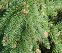 Ель шероховатая (Picea asperata)
