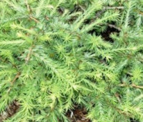 Лиственница американская Хартвиг Пин (Larix laricina 'Hartwig Pine')