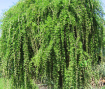 Лиственница европейская Репенс (Larix decidua 'Repens')