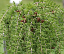 Лиственница японская Минор (Larix kaempferi 'Minor')