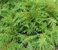 Микробиота перекрестнопарная Лукас (Microbiota decussata 'Lucas')