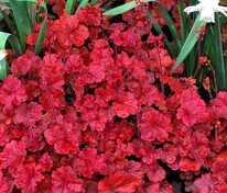 Гейхера Черри Кола (Heuchera 'Cherry Cola')