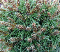 Сосна горная Костельничек (Pinus mugo 'Kostelnicek')