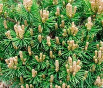 Сосна горная Литтл Леди (Pinus mugo 'Little Lady')