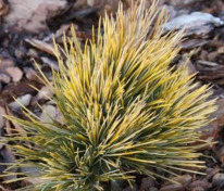 Сосна кедровая европейская Ауреа (Pinus cembra europae 'Aurea')