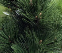 Сосна чёрная Корсика (Pinus nigra 'Corsica')