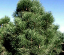 Сосна чёрная Нана Вурстл (Pinus nigra 'Nana Wurstle')