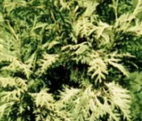 Туя западная Альбоспиката (Thuja occidentalis 'Albospicata')