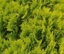 Туя западная Малониана Ауреа (Thuja occidentalis 'Malonyana Aurea')