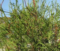 Туя западная Олендорфи (Thuja occidentalis 'Ohlendorffii')
