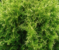Туя западная Рекурва Нана (Thuja occidentalis 'Recurva Nana')
