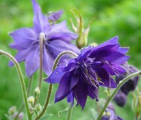 Аквилегия обыкновенная Блю Барлоу (Aquilegia vulgaris 'Blue Barlow')