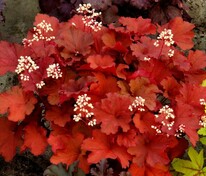 Гейхера Рио (Heuchera 'Rio')