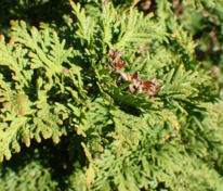 Туя западная Спиралис (Thuja occidentalis 'Spiralis')