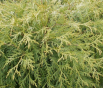 Туя западная Умбракулифера (Thuja occidentalis 'Umbraculifera')