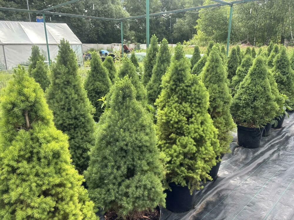 Ель канадская Супер Грин (Picea glauca 'Super Green')