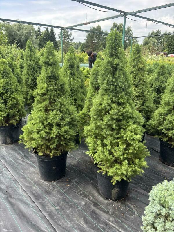 Ель канадская Супер Грин (Picea glauca 'Super Green')