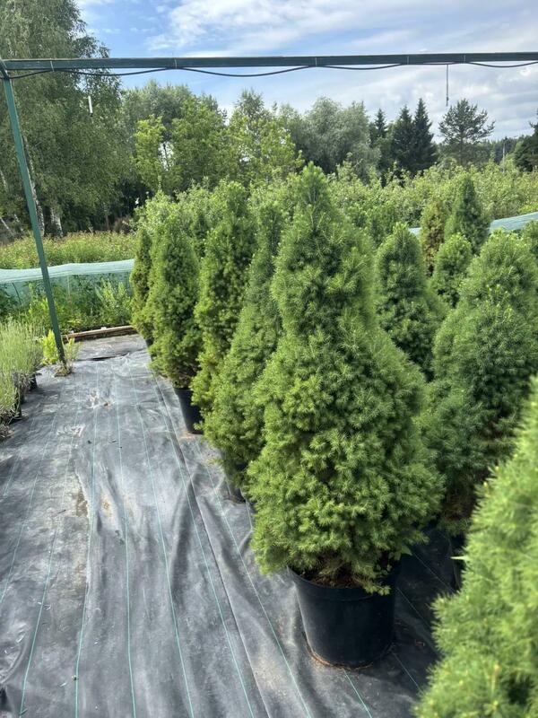 Ель канадская Супер Грин (Picea glauca 'Super Green')