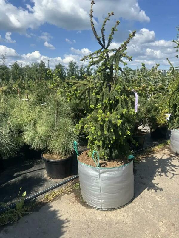 Сосна обыкновенная Фробург (Picea abies Frohburg)