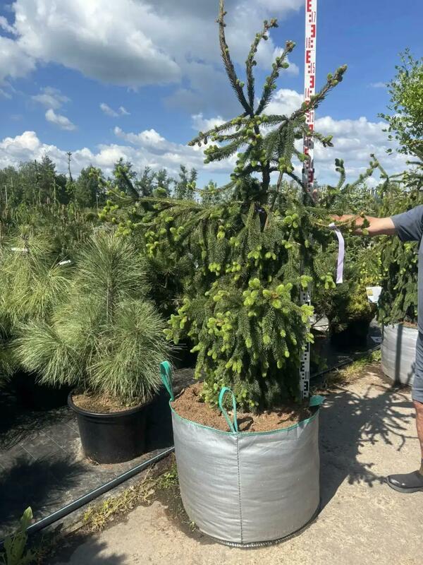 Сосна обыкновенная Фробург (Picea abies Frohburg)
