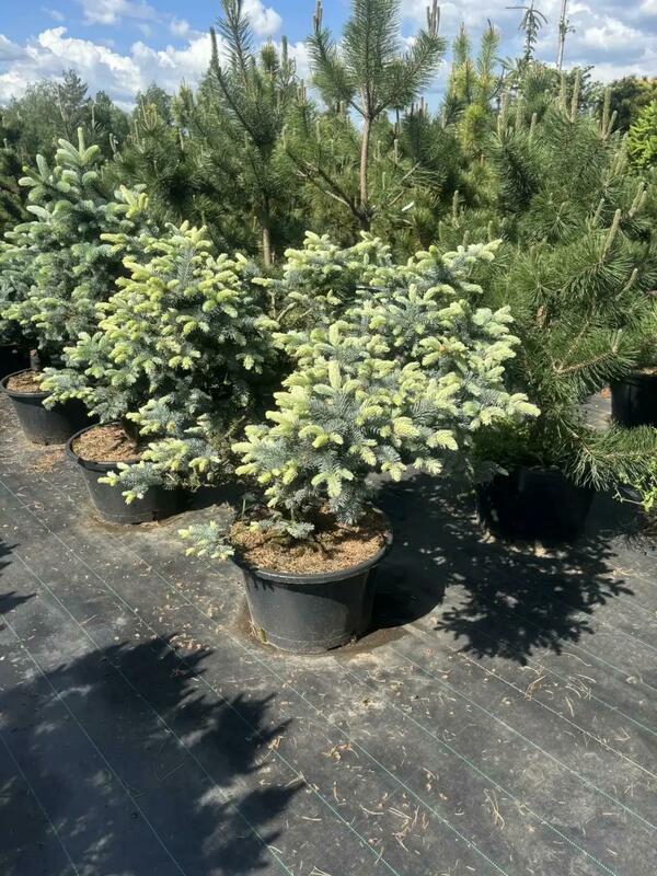 Ель колючая Белобок (Picea pungens Bialobok)