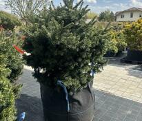 Пихта Грин Глоб (Abies lasiocarpa Green Globe)