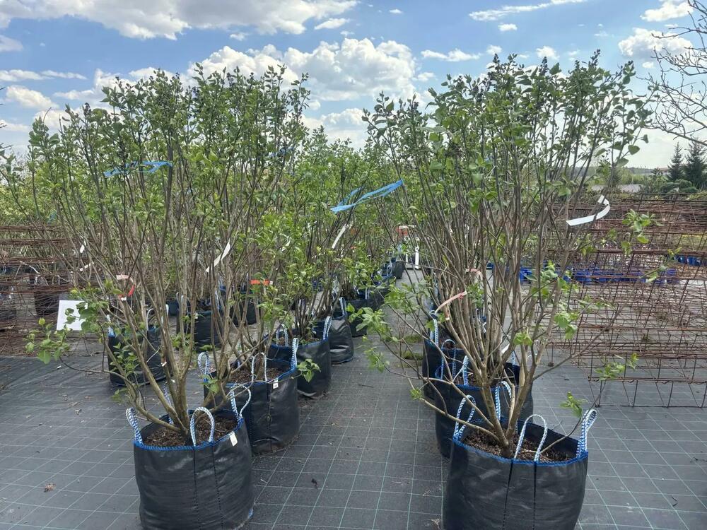 Сирень 'Сувенир Д'Алис Хардинг' (Syringa vulgaris 'Souvenir d'Alice Harding')