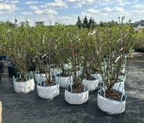 Сирень «Редвайн» (Syringa × prestoniae «Redwine»)