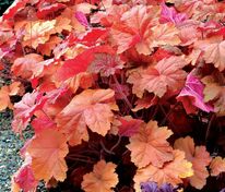 Гейхера Саузен Комфорт (Heuchera 'Southern Comfort')