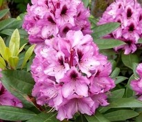 Рододендрон гибридный Кокардия (Rhododendron hybriden Kokardia)