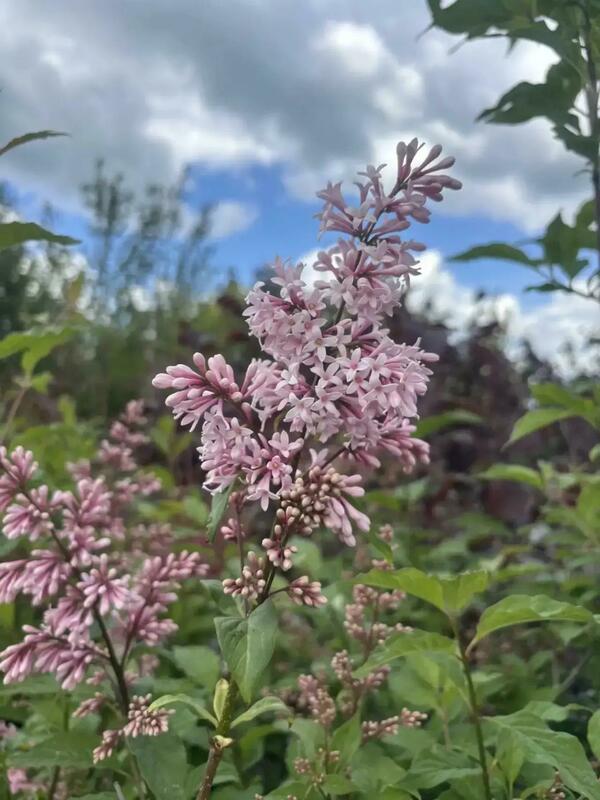 Сирень Престона &laquo;Элинор&raquo; (Syringa x prestoniae &laquo;Elinor&raquo;)