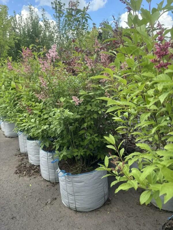 Сирень Престона &laquo;Элинор&raquo; (Syringa x prestoniae &laquo;Elinor&raquo;)