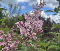 Сирень Престона «Элинор» (Syringa x prestoniae «Elinor»)