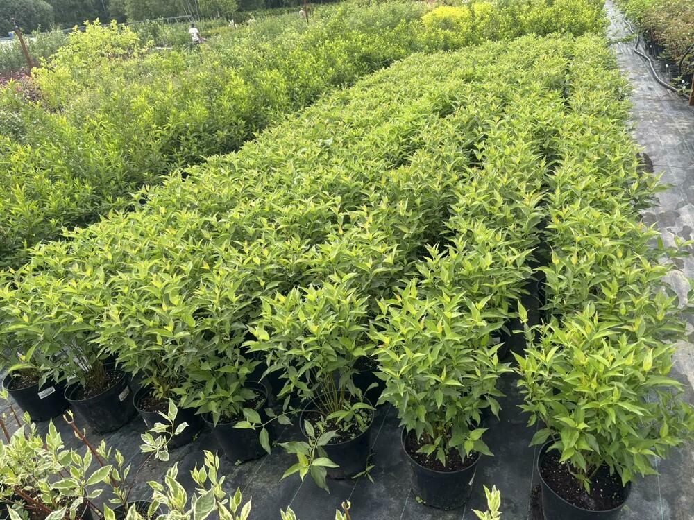 Дёрен белый "Ред Гном" (Cornus alba 'Red Gnome')