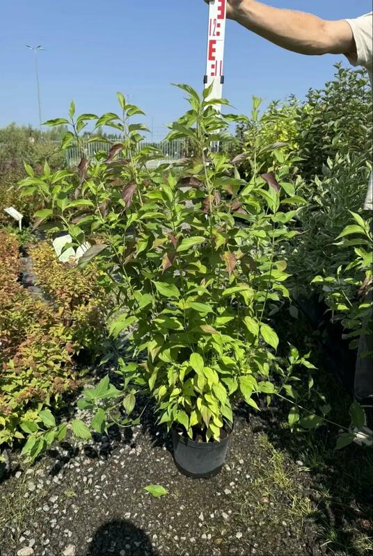 Дёрен белый "Ред Гном" (Cornus alba 'Red Gnome')