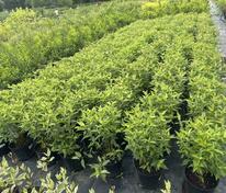 Дёрен белый "Ред Гном" (Cornus alba 'Red Gnome')