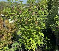 Дёрен белый "Ред Гном" (Cornus alba 'Red Gnome')