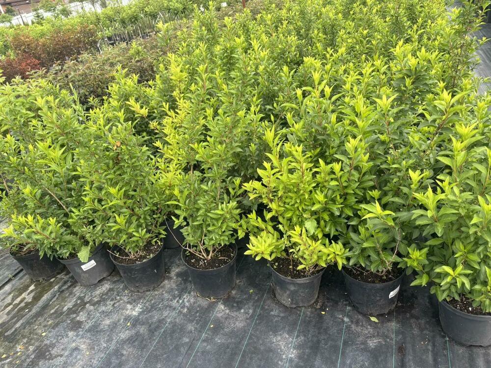 Форзиция промежуточная "Миниголд" (Forsythia intermedia 'Minigold')