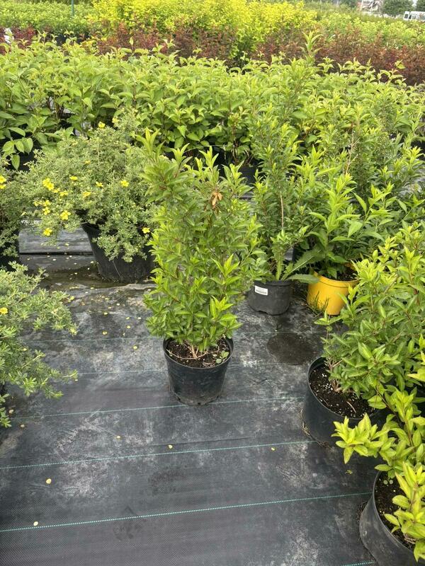 Форзиция промежуточная "Миниголд" (Forsythia intermedia 'Minigold')