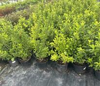 Форзиция промежуточная "Миниголд" (Forsythia intermedia 'Minigold')