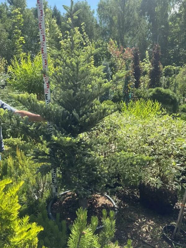 Пихта корейская &laquo;Аурея&raquo; (Abies koreana Aurea)