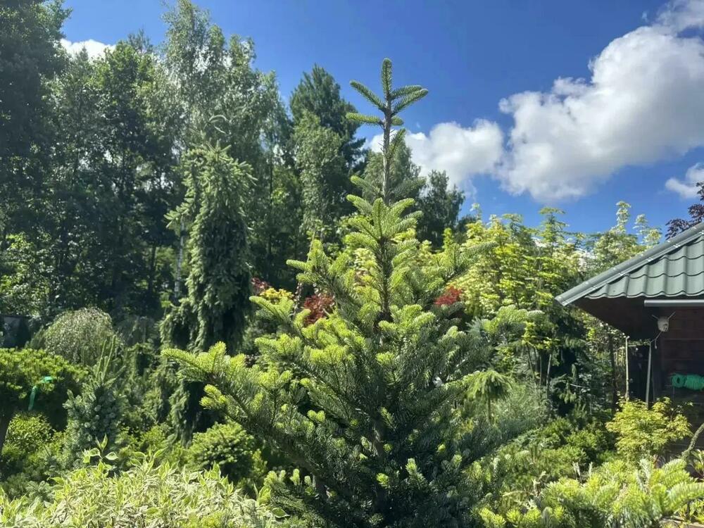 Пихта корейская &laquo;Аурея&raquo; (Abies koreana Aurea)