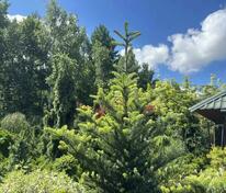 Пихта корейская «Аурея» (Abies koreana Aurea)