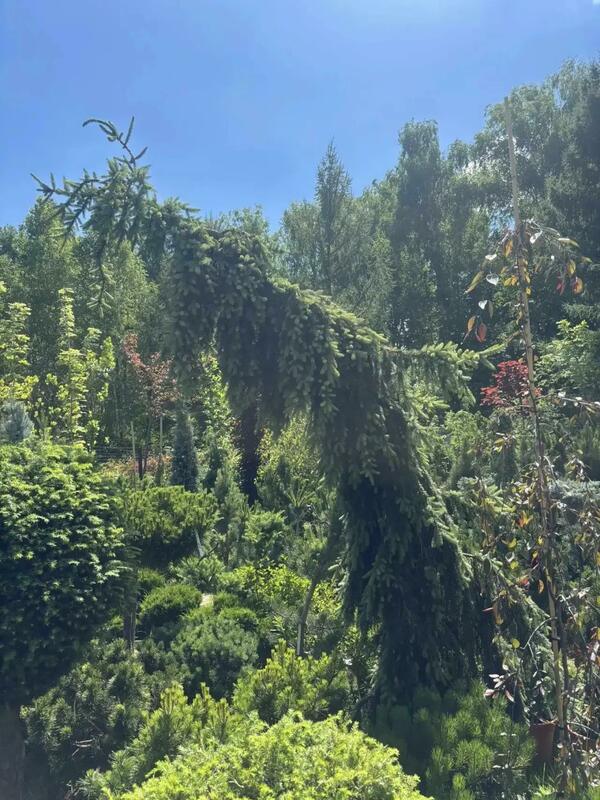 Ель сербская &laquo;Пендула Брунс&raquo; (Picea omorika Pendula Bruns)