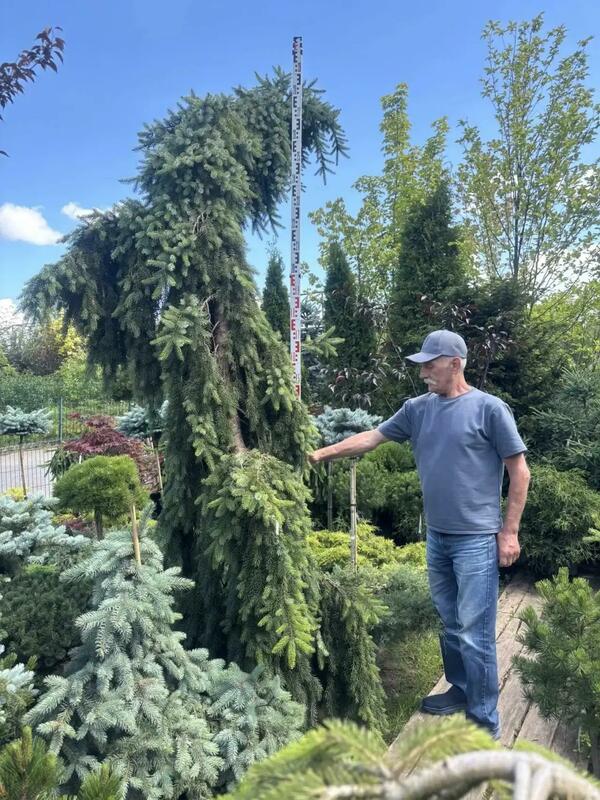 Ель сербская &laquo;Пендула Брунс&raquo; (Picea omorika Pendula Bruns)