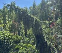 Ель сербская «Пендула Брунс» (Picea omorika Pendula Bruns)