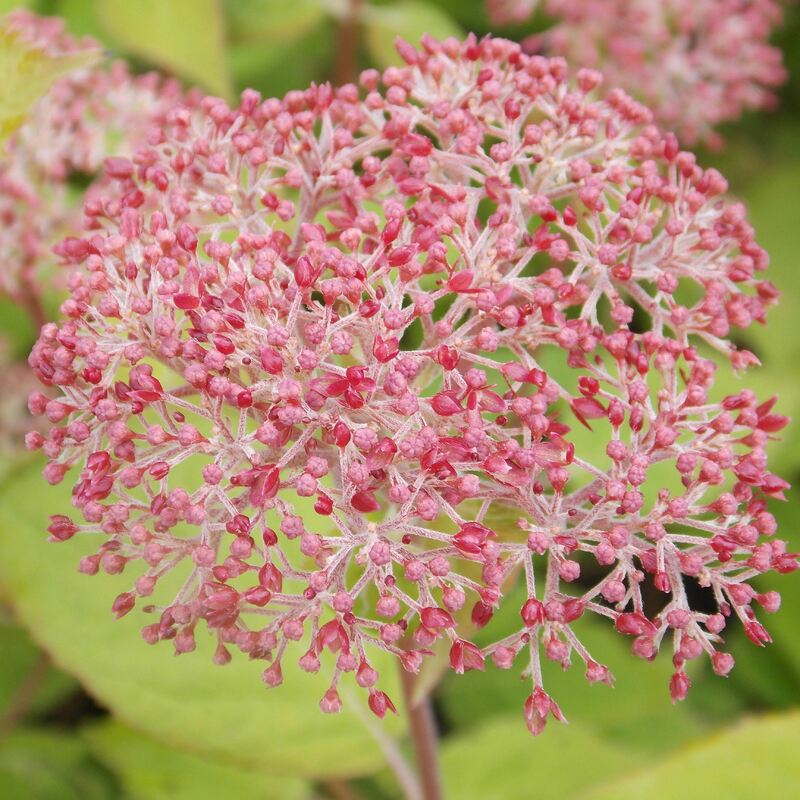 Гортензия древовидная &laquo;Пинк Перкушн&raquo; (Hydrangea arborescens 'Pink Percussion')
