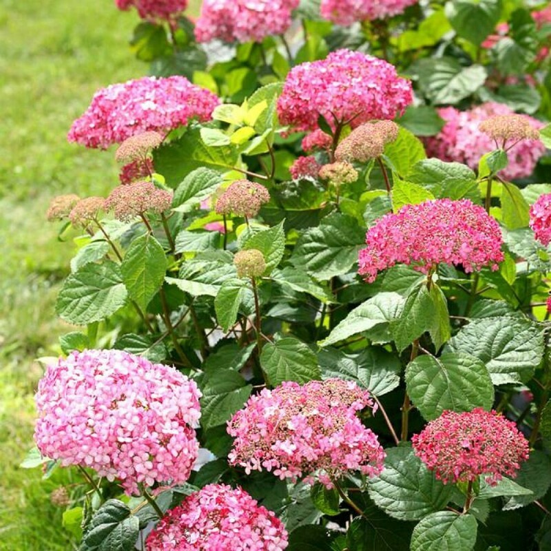 Гортензия древовидная &laquo;Пинк Перкушн&raquo; (Hydrangea arborescens 'Pink Percussion')