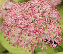 Гортензия древовидная «Пинк Перкушн» (Hydrangea arborescens 'Pink Percussion')